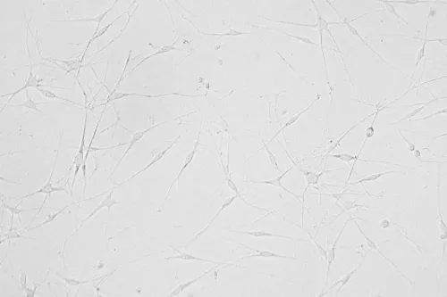 Meso-Risultati-T0